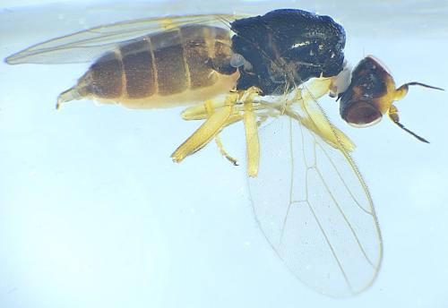 Elachiptera cornuta